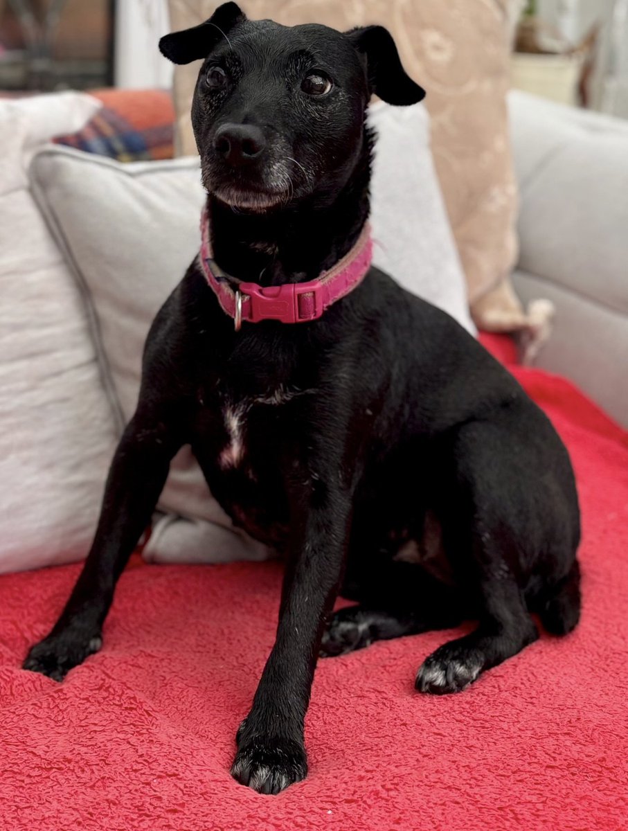 millypod1's tweet image. 🆘13 APR 2026 #Lost Mouse #ScanMe
Patterdale Terrier Female
#Hackthorn Cliff Farm #LN2 
#Lincoln #Lincolnshire
doglost.co.uk/dog/202839