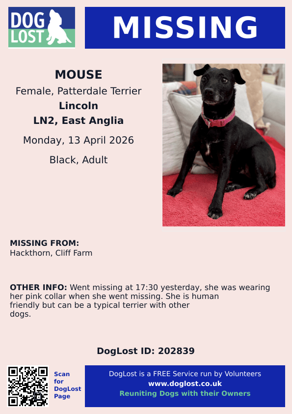 millypod1's tweet image. 🆘13 APR 2026 #Lost Mouse #ScanMe
Patterdale Terrier Female
#Hackthorn Cliff Farm #LN2 
#Lincoln #Lincolnshire
doglost.co.uk/dog/202839