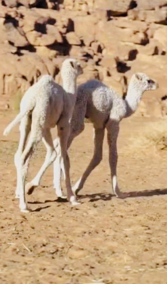 ‏الكايد tweet media