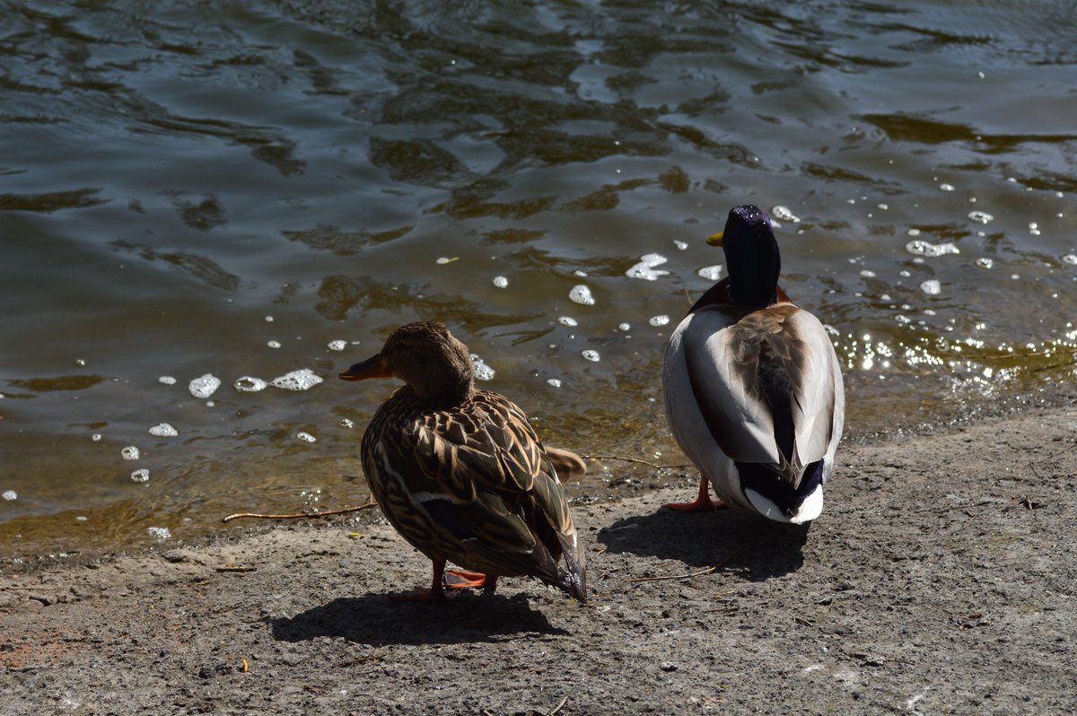 munliteral's tweet image. ❤️ taking pictures of animals
