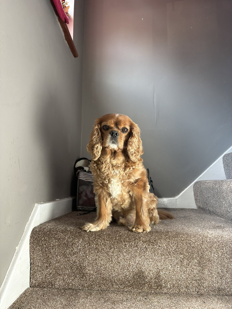 jasper the coolest cav 😎 tweet media