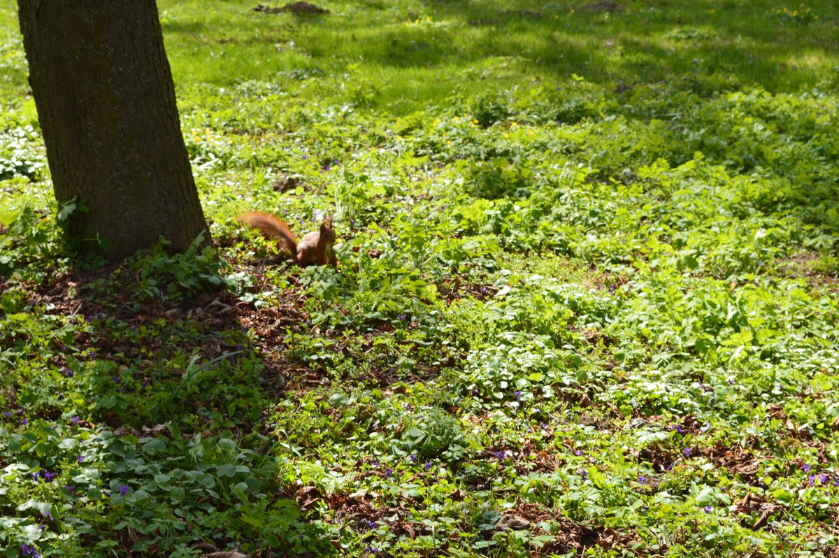 munliteral's tweet image. ❤️ taking pictures of animals