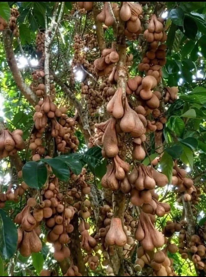 somiboy👻 tweet media