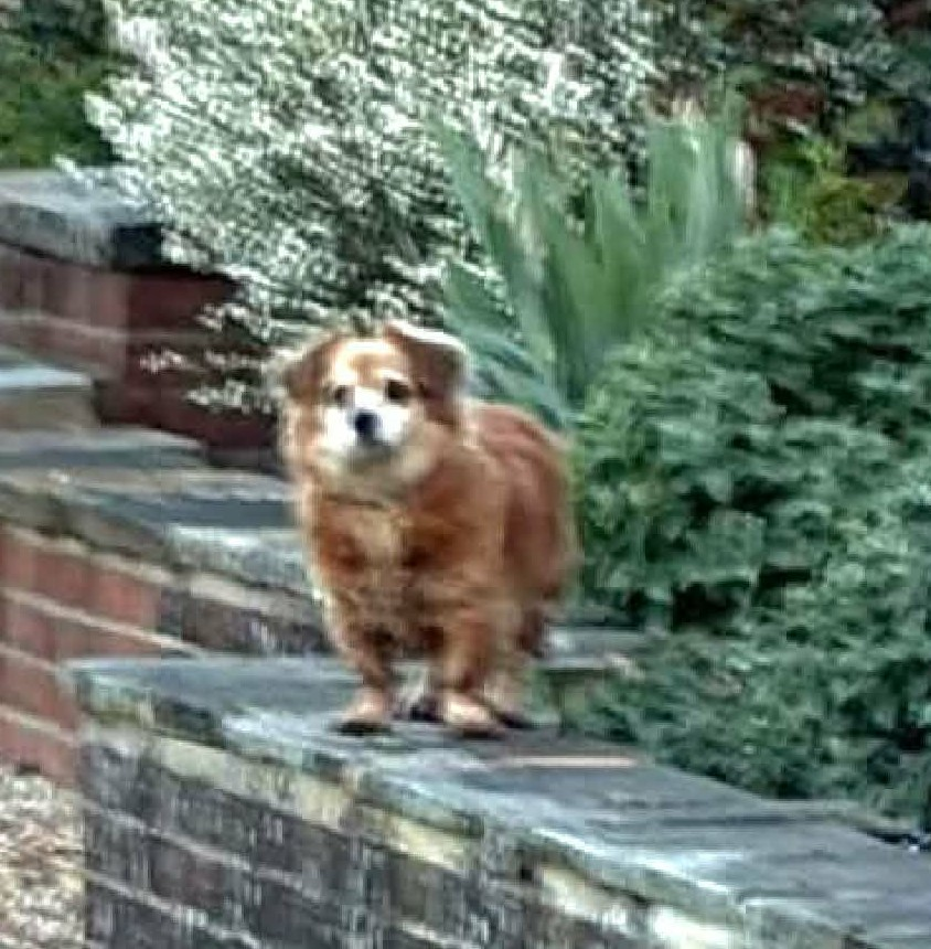 chris towers tweet media