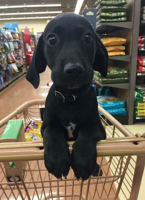 Best in Dogs tweet media