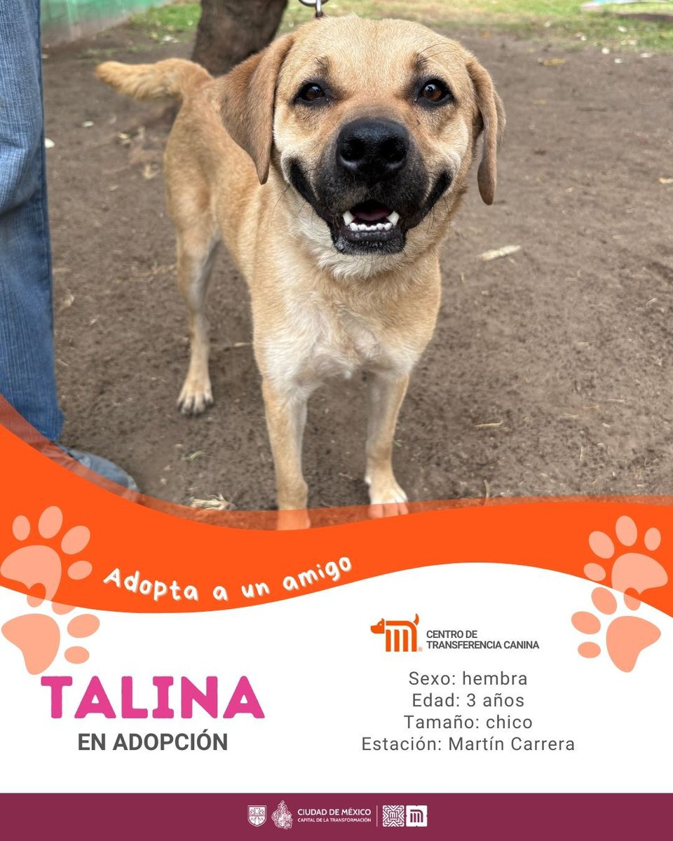 "Talina" está en busca de una familia, si deseas darle la oportunidad de ser adoptada comunícate con el <a href="/ctcdelmetro/">CTC del Metro</a>, vía e-mail a: ctc@metro.cdmx.gob.mx  
Consulta requisitos de adopción en 👉🏼 bit.ly/41Z16Cd 🐾  #AdoptaNoCompres 🐶🏡