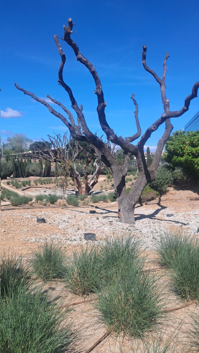 Carlos de Collado tweet media