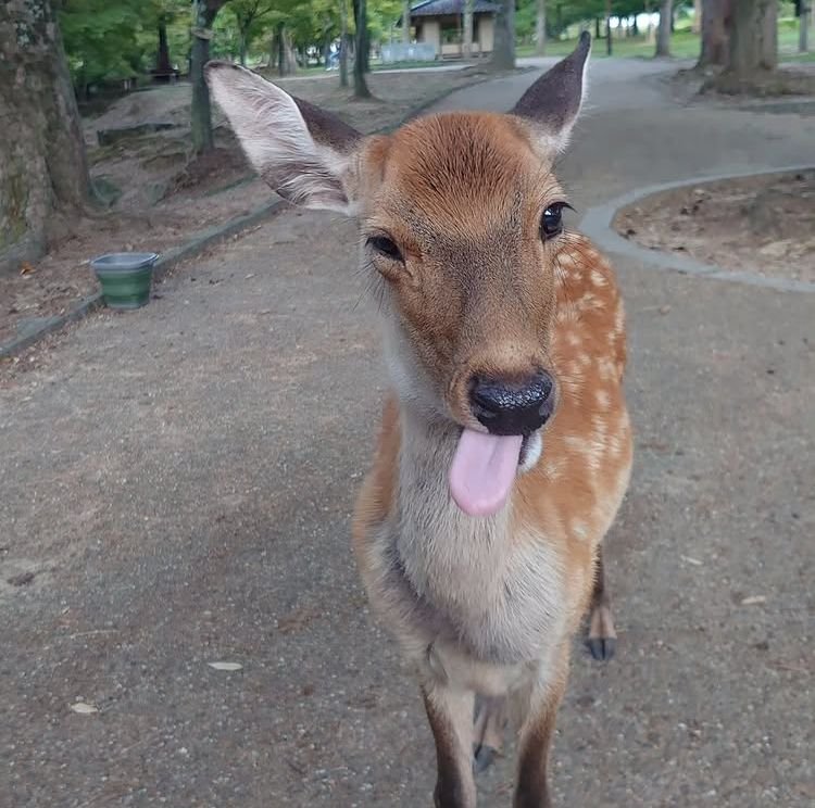 Lynxzyboy tweet media