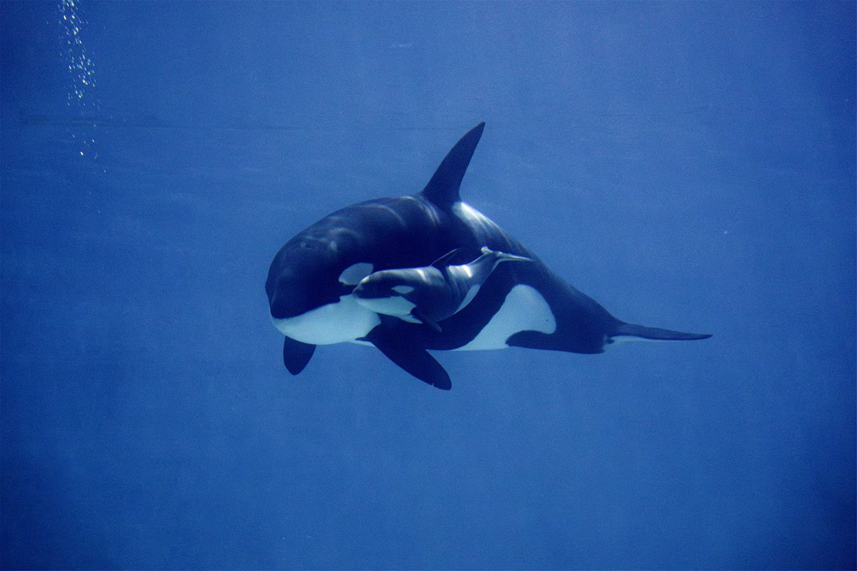 ◜ Daily Ceta ◞ tweet media