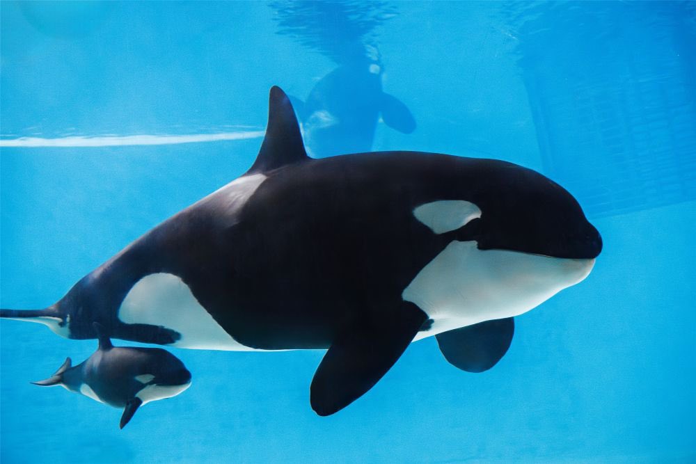 ◜ Daily Ceta ◞ tweet media