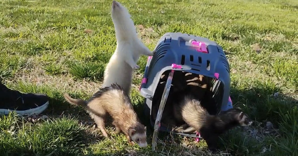 hi welcome to gay trash.com tweet media