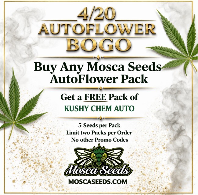 Mosca Seeds tweet media