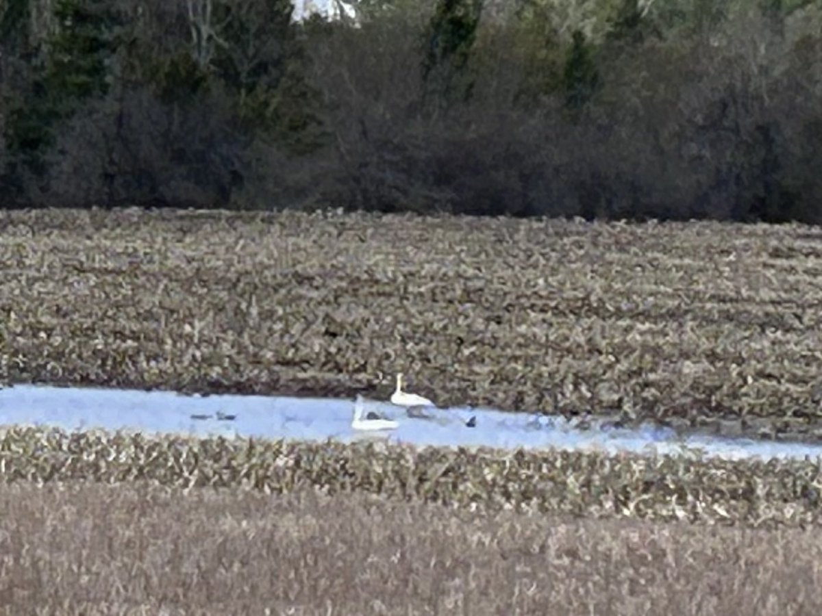 farmertorrey's tweet photo. I have mallards and white swans in my corn field. I think #drought25 recovery is in fine shape now. https://t.co/eBBiCQhAYu