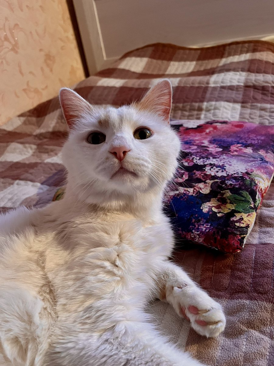 картошчка tweet media