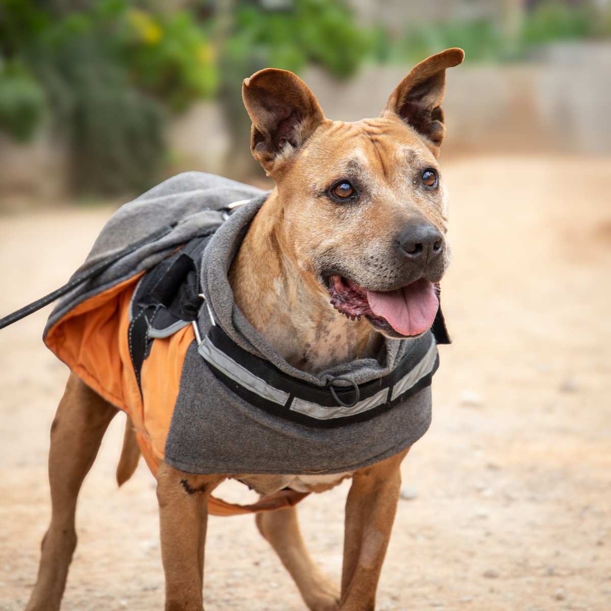 SOS Abuelos tweet media