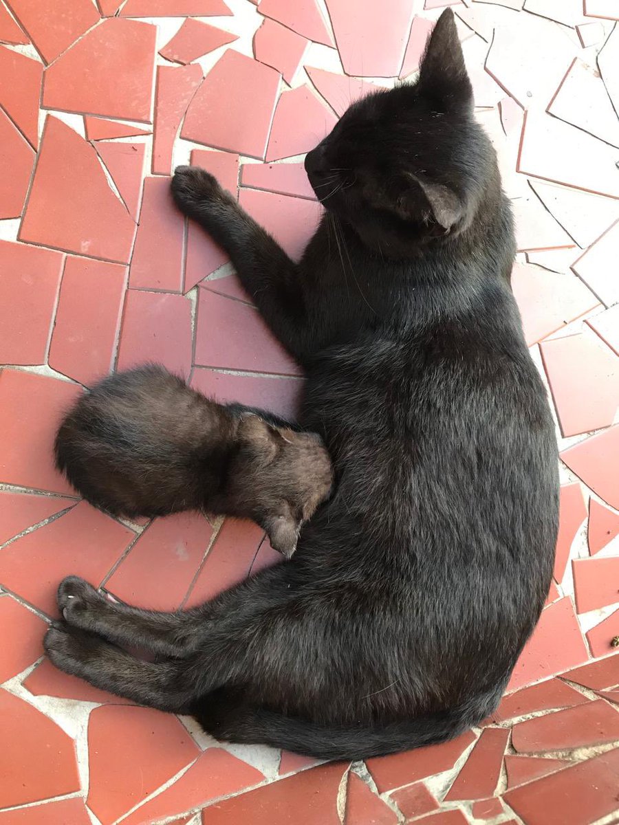 Essa é a Jude, uma gatinha muito boazinha e carinhosa. Ela vive na colônia que ajudamos a desfazer aqui no Eldorado, próximo a antiga delegacia perto do Parque Ecológico. 

A Jude tem sinais de surdez, porque demora muito a perceber a presença de outras pessoas próximas e de