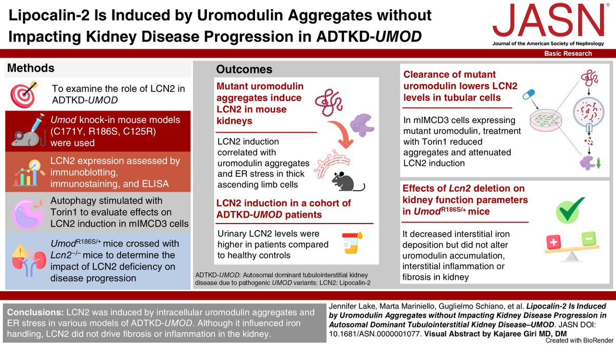 asnpublications's tweet image. This #ASNJASN study showed that while deletion of LCN2 changed interstitial iron deposition, it did not affect fibrosis or inflammation, suggesting LCN2 as a marker for toxic proteinopathy rather than a potential therapeutic target. #BasicResearch kidney.pub/JASN1077