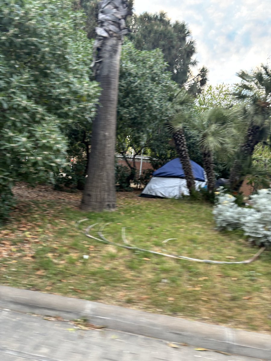 CapdeFibló tweet media