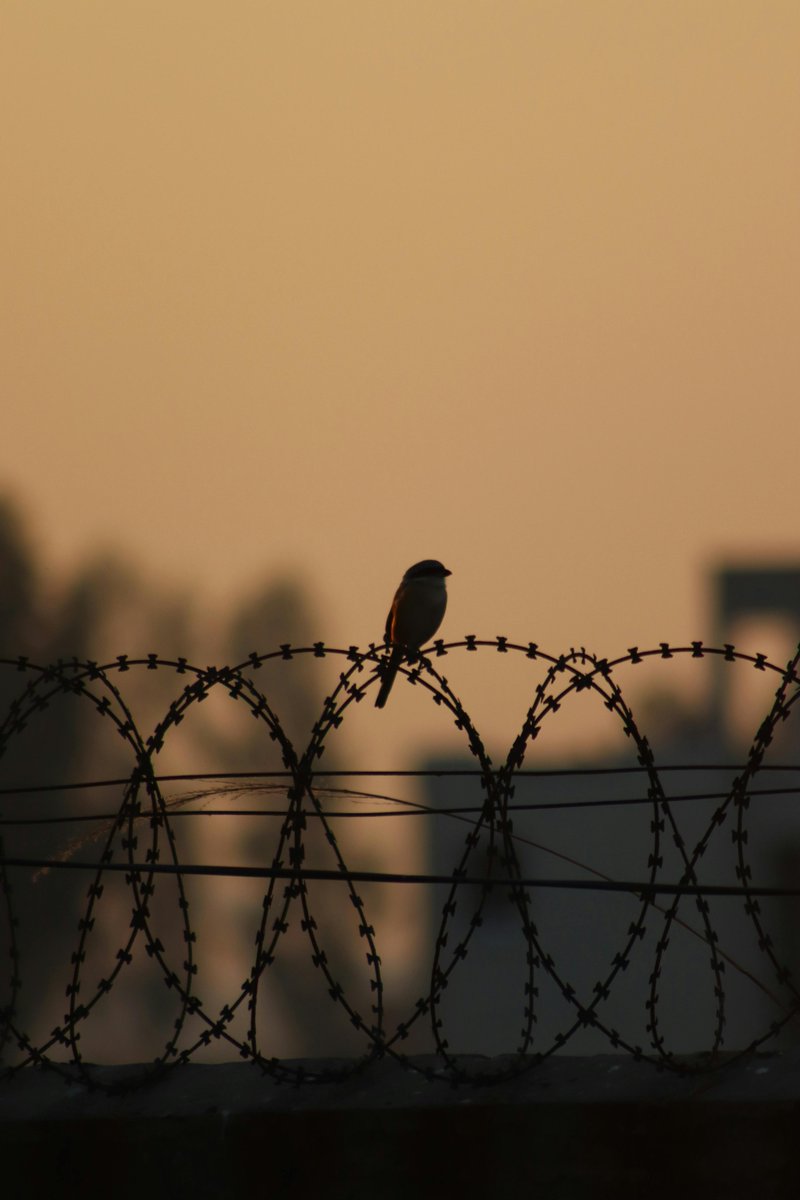 diego jasa tweet media