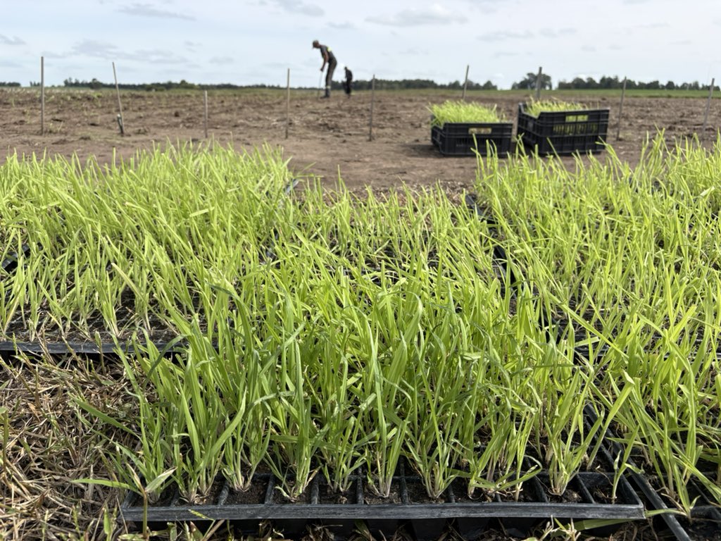 Pasture Genetics tweet media