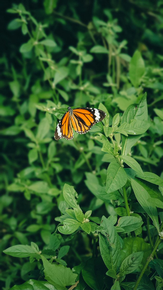 Aditya Pratap Singh tweet media