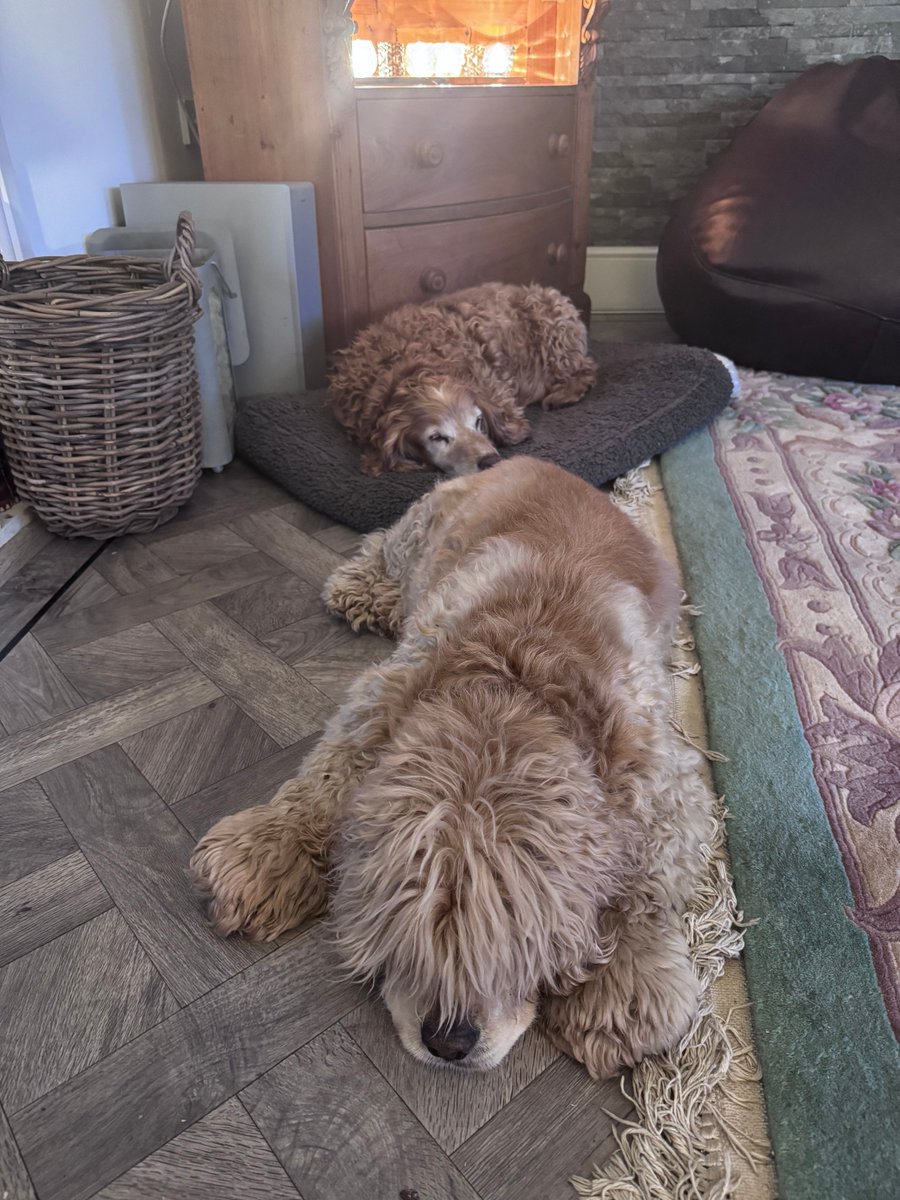 SpanielsSuper's tweet photo. Sleepy boys 😴😴😴 #Tired #Zorsted https://t.co/WSOk75eFOj