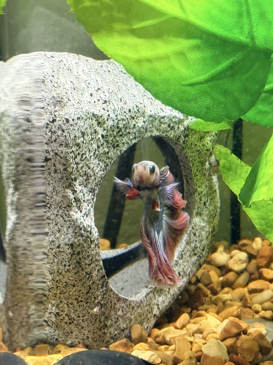 pubby 💕🐩 tweet media