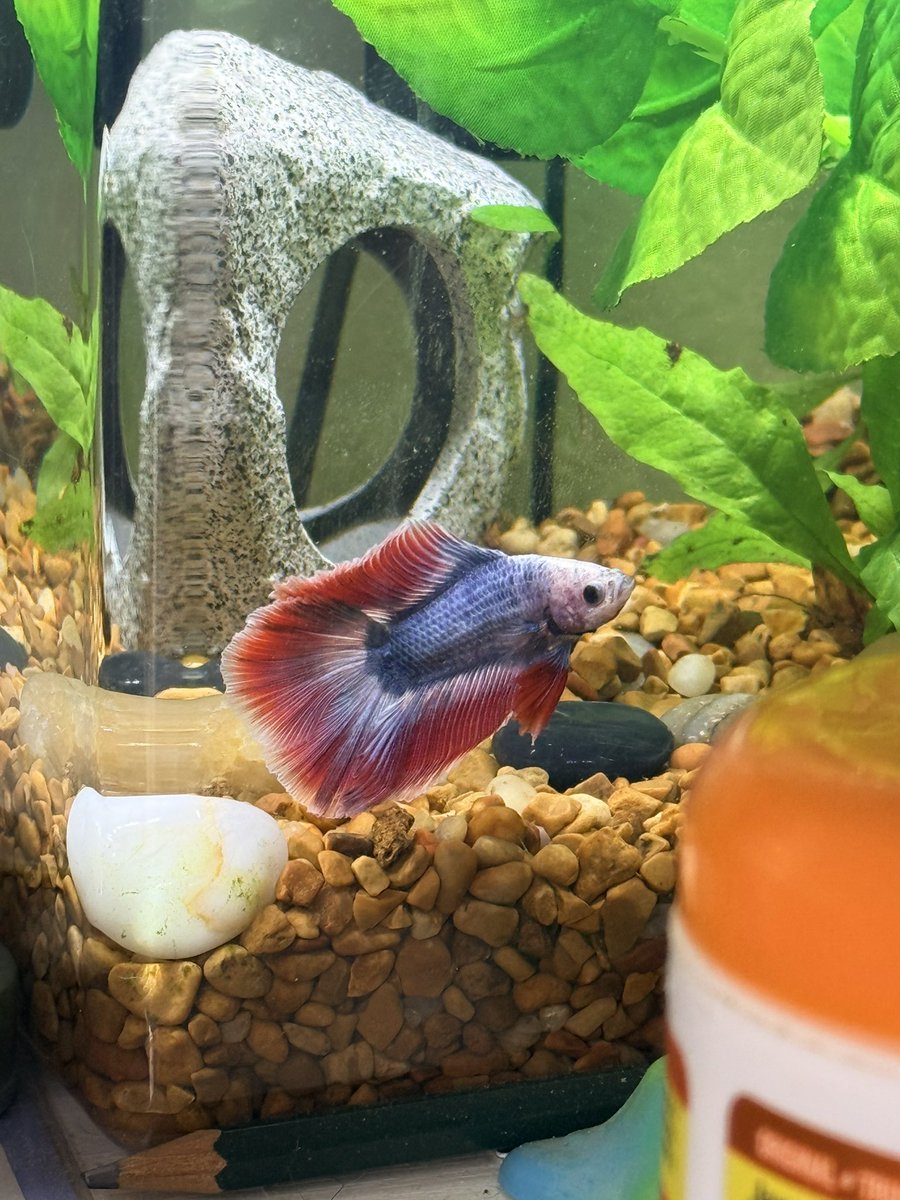 pubby 💕🐩 tweet media