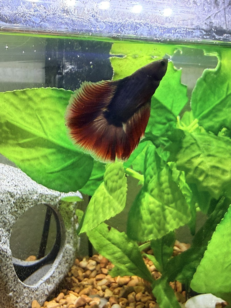 pubby 💕🐩 tweet media