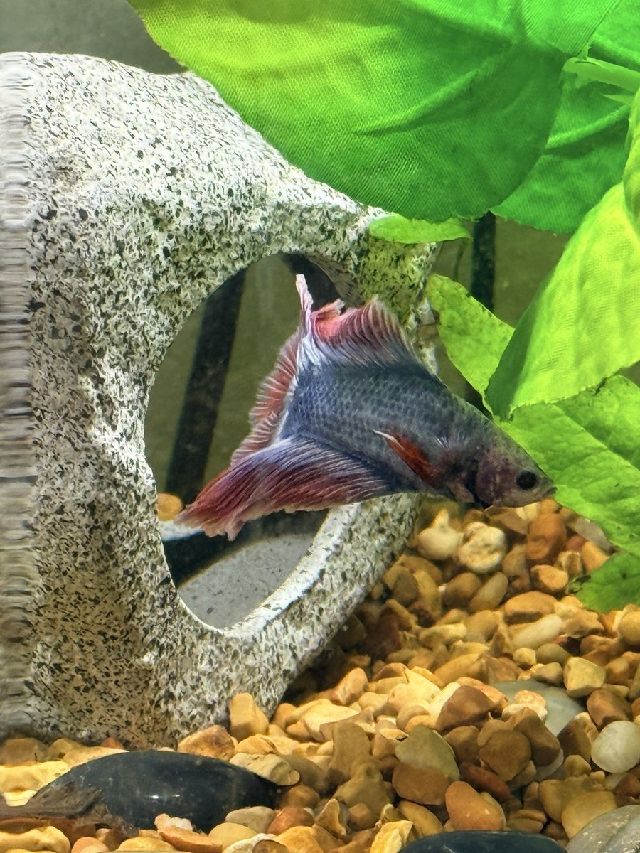 pubby 💕🐩 tweet media