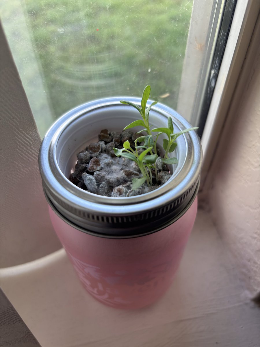 LaLunaHomemade's tweet photo. I can’t wait till my lavender flowers grow beautifully. https://t.co/y8NMaAamSE