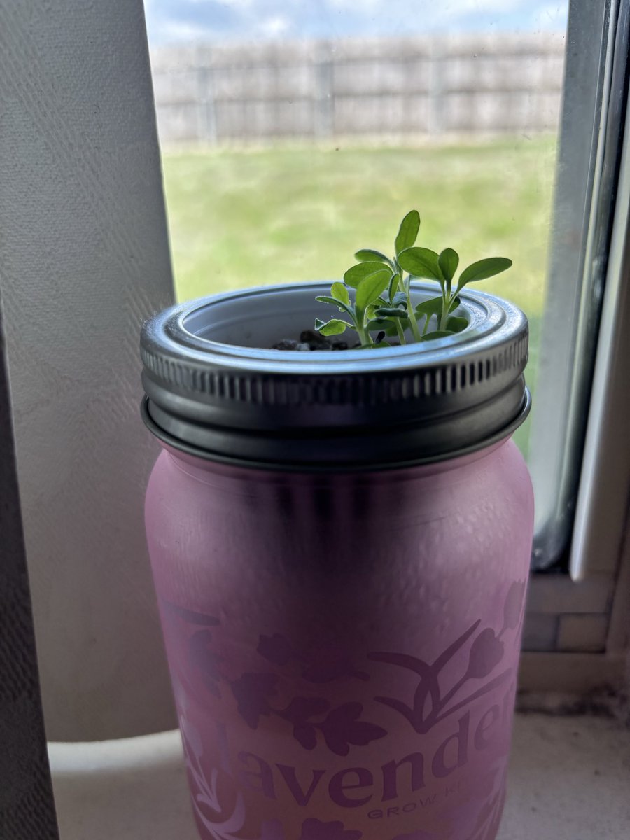 LaLunaHomemade's tweet photo. I can’t wait till my lavender flowers grow beautifully. https://t.co/y8NMaAamSE