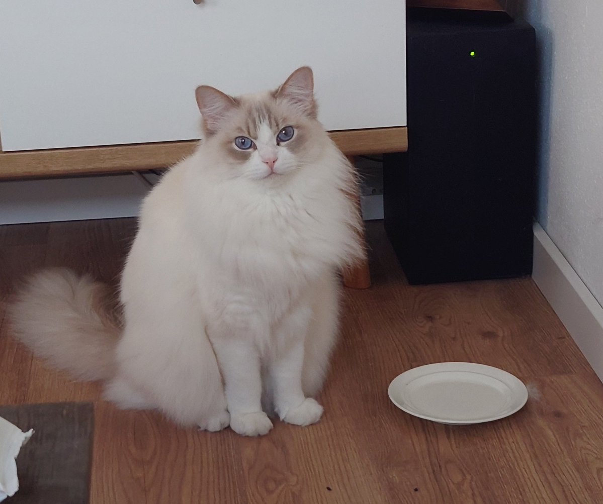 SanvdZee's tweet image. Vrouwtje heeft voer gehad dus nu ben ik aan de beurt. Zit al een poosje naast het schoteltje.
DUURT LANG!
WAAR BLIJFT MIJN BLIKVOER!
#Verwendnest #SpoiledBrat #Ragdoll #BillyBoy