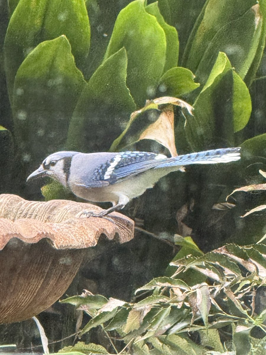 MargaretOrr's tweet image. Birds &amp;amp; bees in #Margaretsgarden!  #skye scouting for possums. Yes. Some babies on the other side of the fence. The soil is like powder…so very dry. I am watering too. #nola #lawx