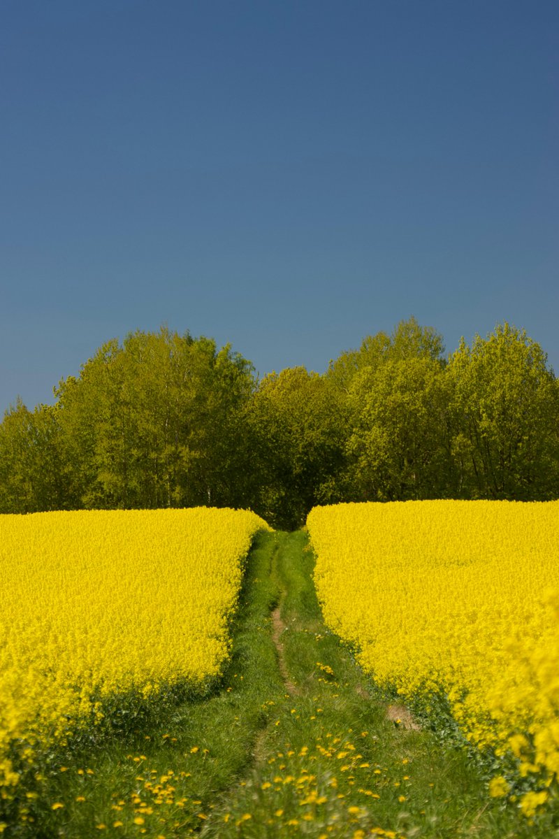 MUHAMMAD MONE LADIH tweet media