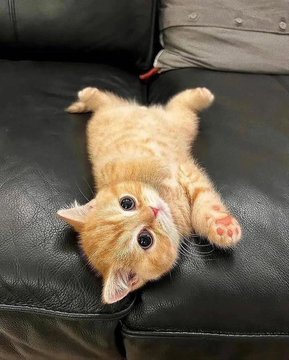 Silly little cats tweet media