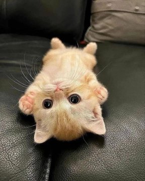 Silly little cats tweet media