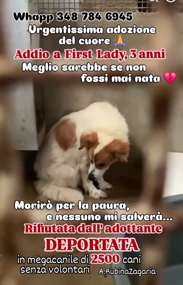 Gioia 🐶🐾🐱🇮🇹 tweet media