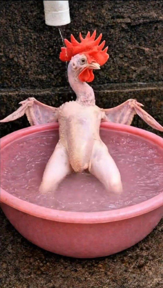 Edith🎠🎠🎠🎠🌍🌍🌍🌍Mrs Whiteman tweet media