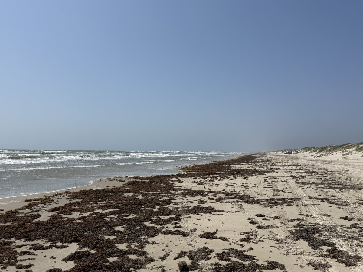 Badplastic20's tweet photo. PINS beach was great today. Lots of sea grass on the beach. 6 bags of plastic today. #onemillionbags #tpwd 
Leave it cleaner than you find it, easy rule to follow! We picked up about 600 feet. https://t.co/1j2VxiegqJ