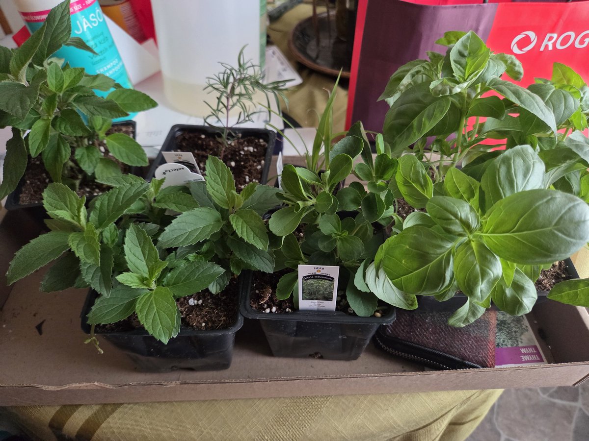 Вика tweet media