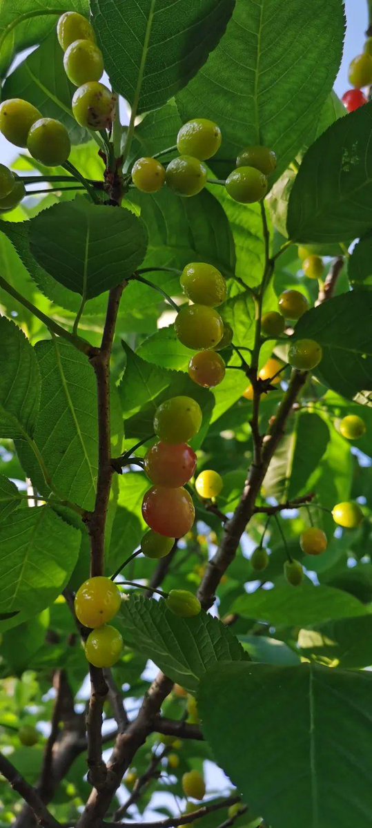 PRATAPESWAR SATAPATH tweet media