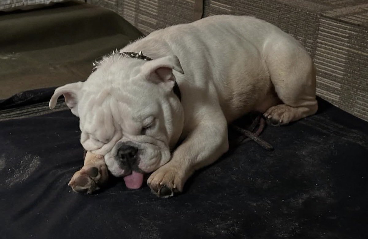 jurídico billy butcher 🧪 {THE BOYS S5 SPOILERS} tweet media