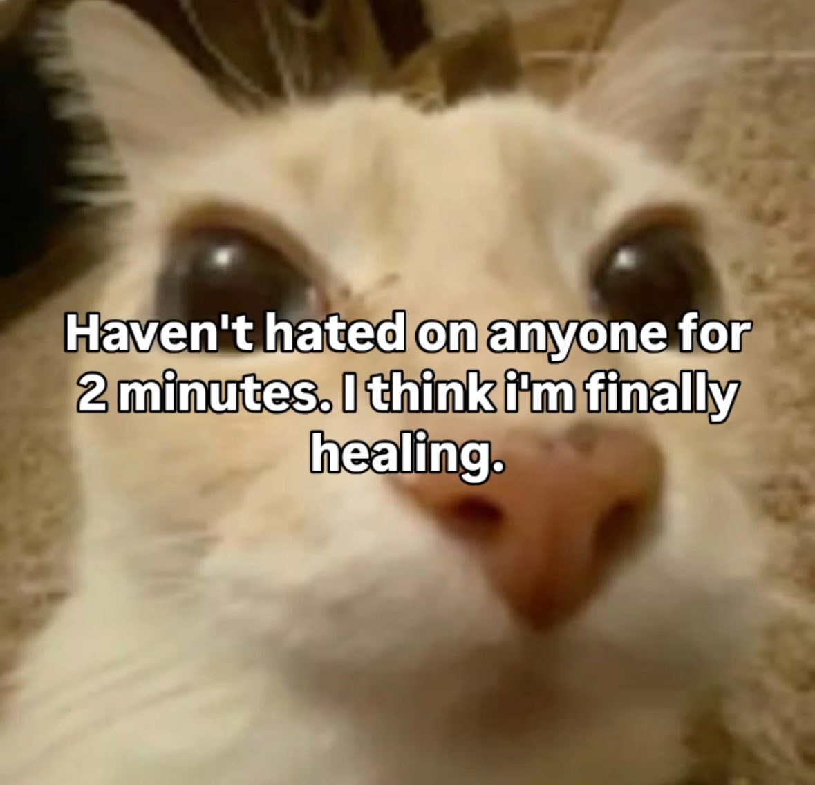 le malinche tweet media