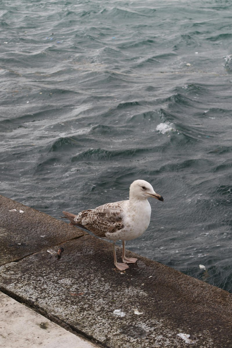 Issam SALHI tweet media