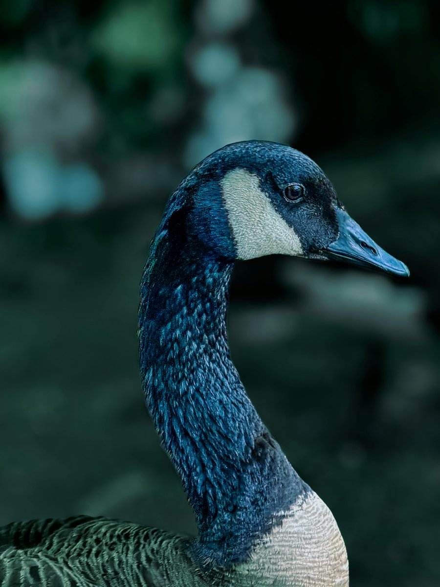 econd junior tweet media