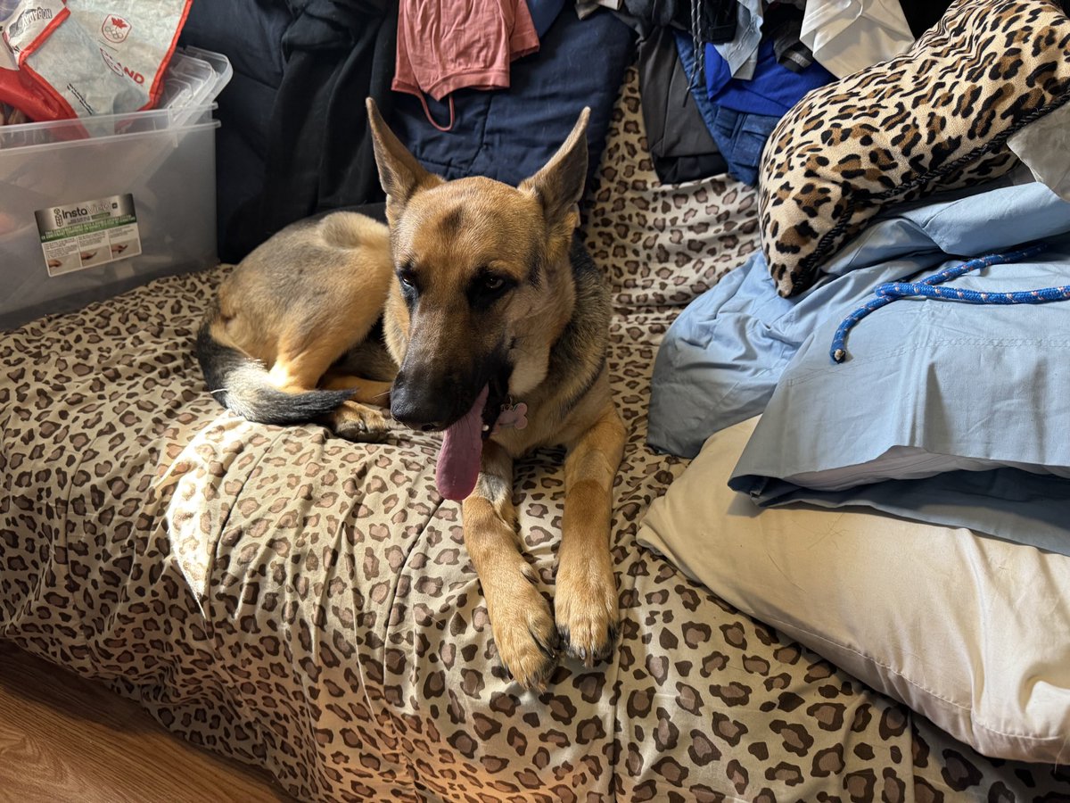 Cleo 🐾 & Sarah L. tweet media