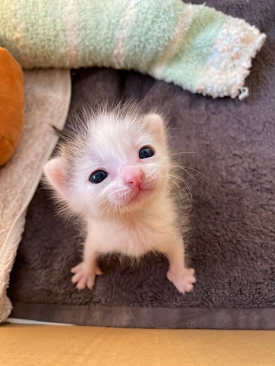 Silly little cats tweet media