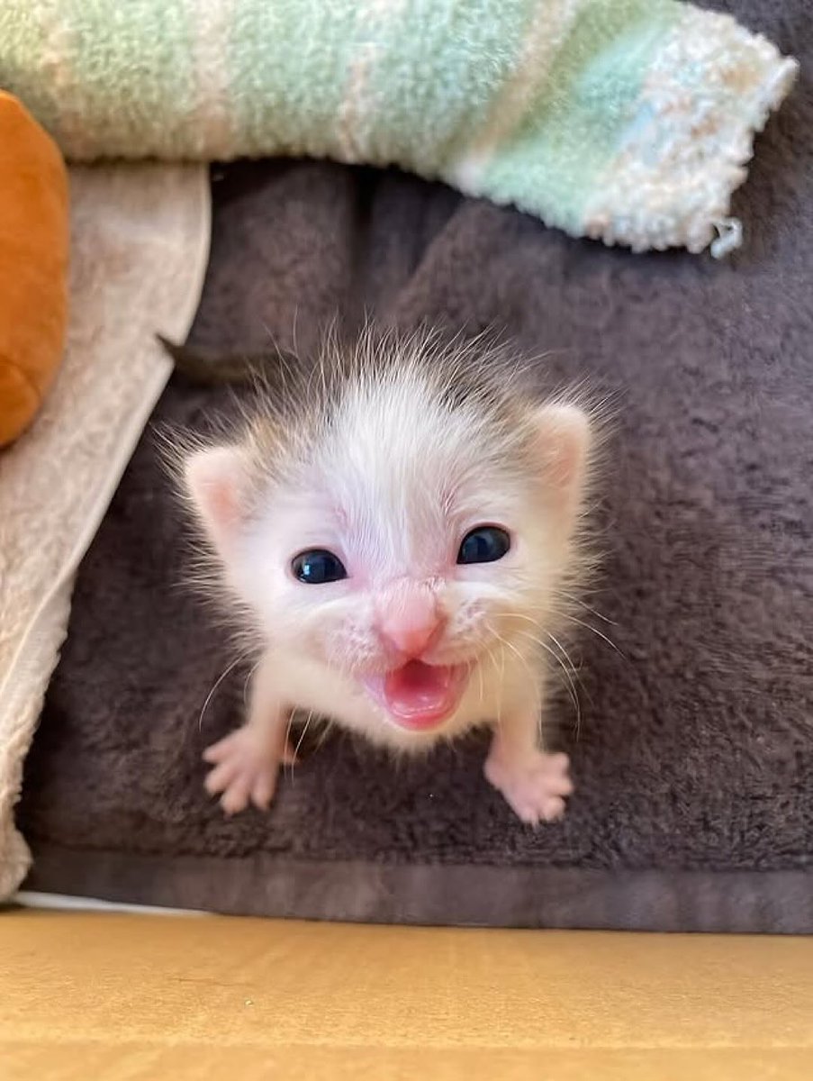 Silly little cats tweet media