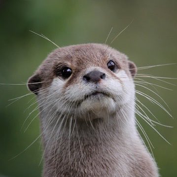 psychicflu's tweet image. i fear i've made a devastating connection